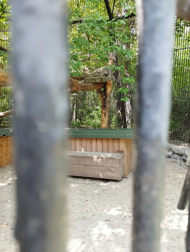 ノヴォシビルスク動物園のマヌルネコの写真