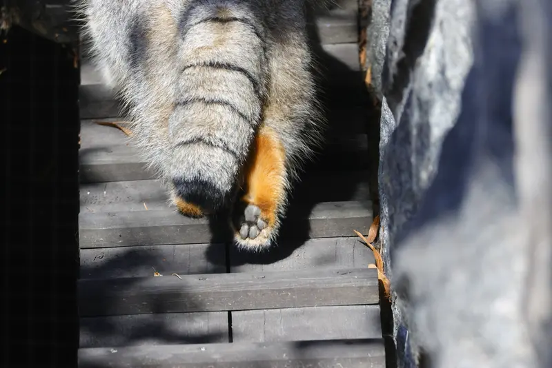 モスクワ動物園のティモフェイの写真
