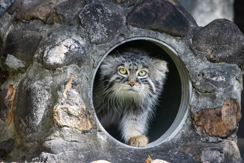 モスクワ動物園のティモフェイの写真