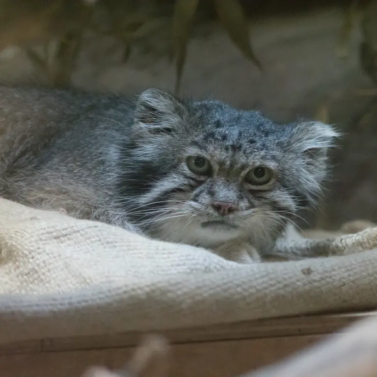 恩賜上野動物園のクリョンの写真