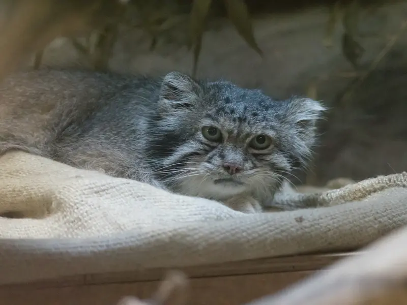 恩賜上野動物園のクリョンの写真