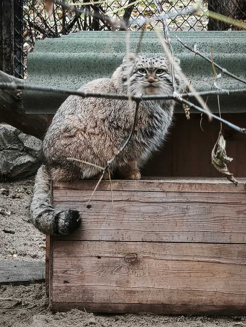ノヴォシビルスク動物園のスネジャナの写真
