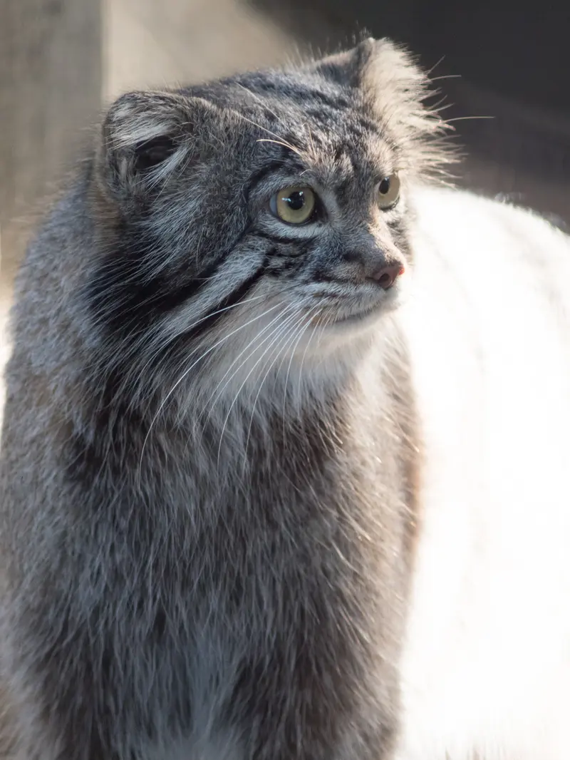 野毛山動物園のフィーガの写真