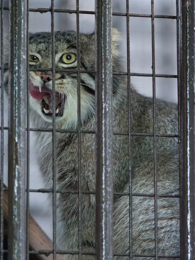 野毛山動物園のフィーガの写真