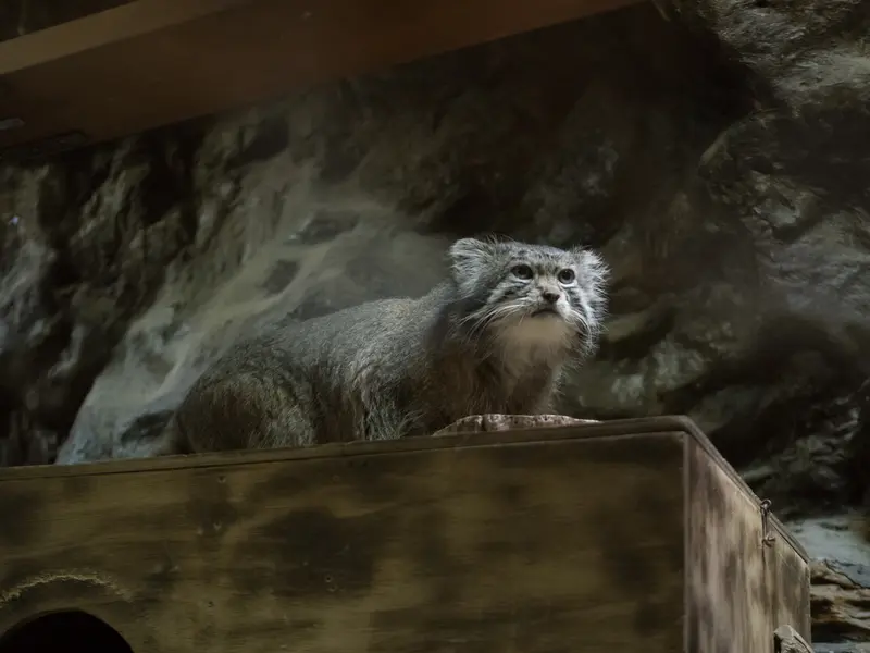恩賜上野動物園のクリョンの写真