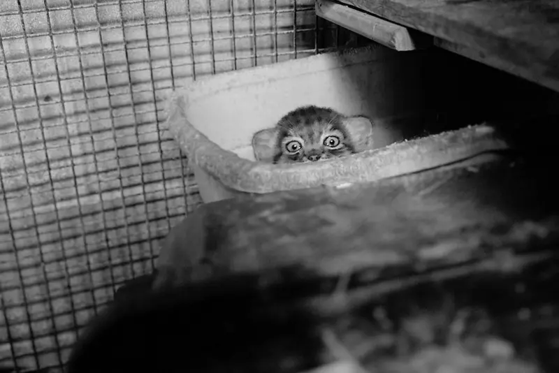 マヌルネコの写真