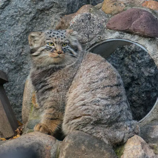 モスクワ動物園のダーライの写真
