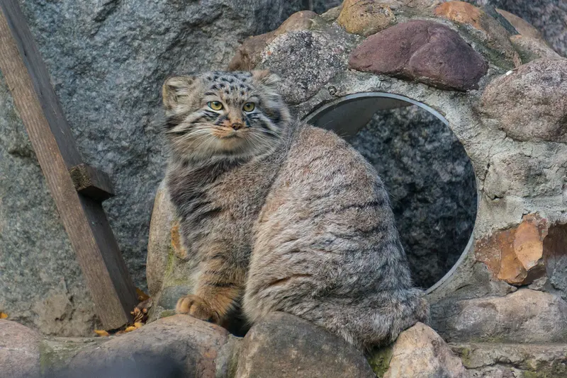 モスクワ動物園のダーライの写真