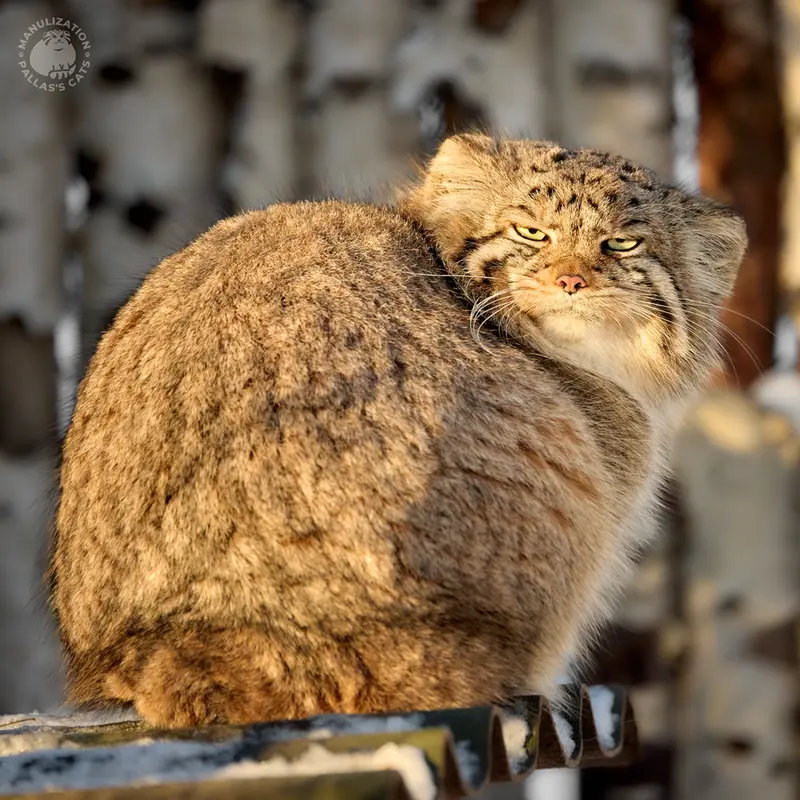 ノヴォシビルスク動物園のイヴの写真