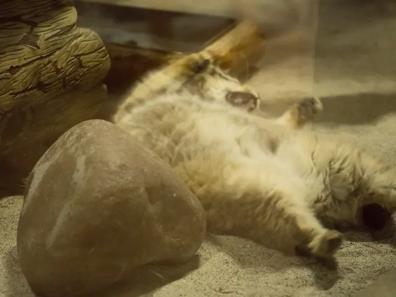 恩賜上野動物園のプリームラの写真
