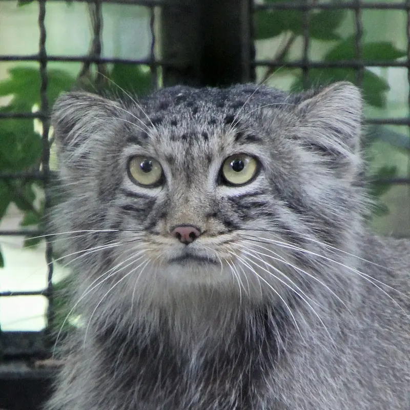 ノイヴィート動物園のマヌルネコのアーサー