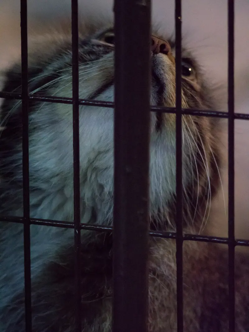 野毛山動物園のフィーガの写真