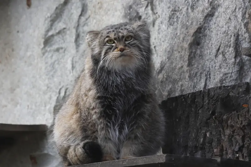 モスクワ動物園のティモフェイの写真
