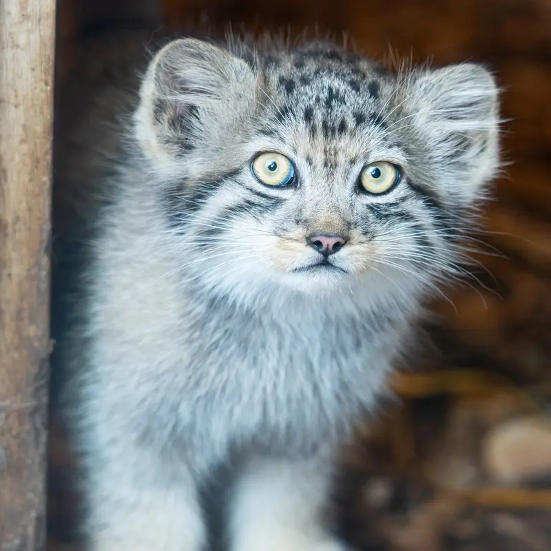 バンハム動物園の子マヌルたちに名前がつきました！
