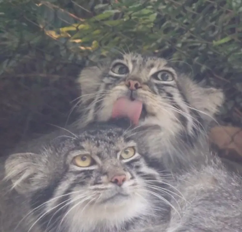 マヌルネコの写真