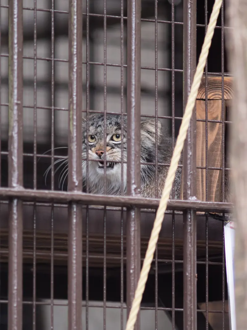 野毛山動物園のフィーガの写真