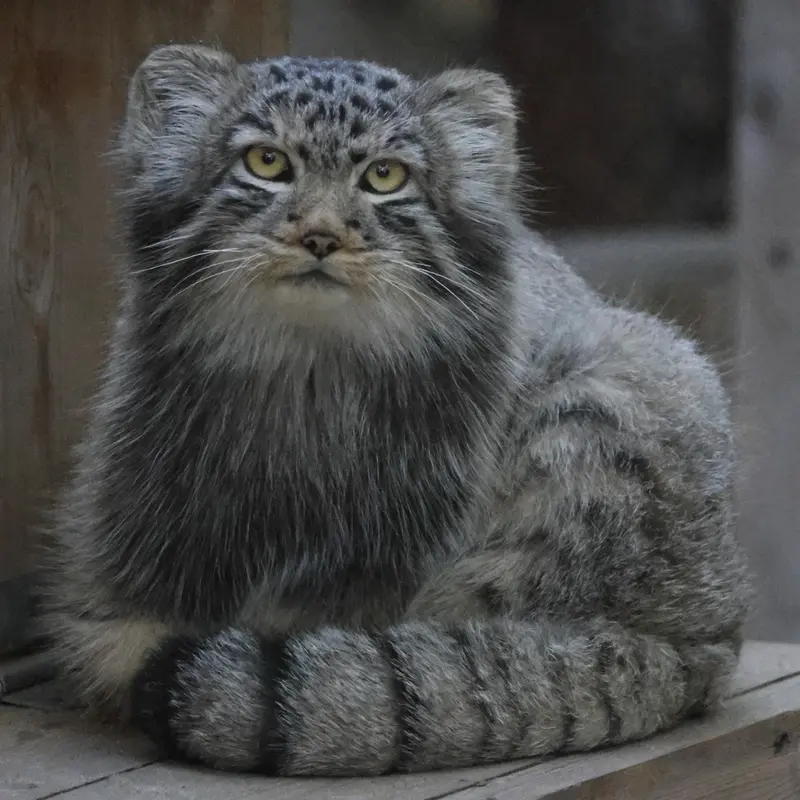 ノヴォシビルスク動物園のロロの息子 b.2026 Ⅱの写真