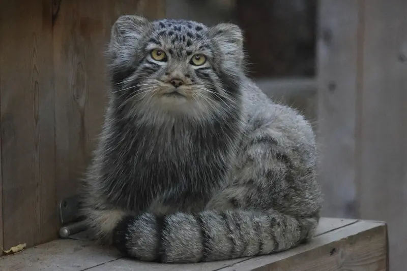 ノヴォシビルスク動物園のロロの息子 b.2026 Ⅱの写真