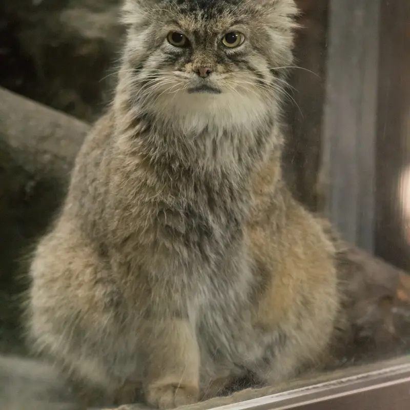 恩賜上野動物園のプリームラの写真