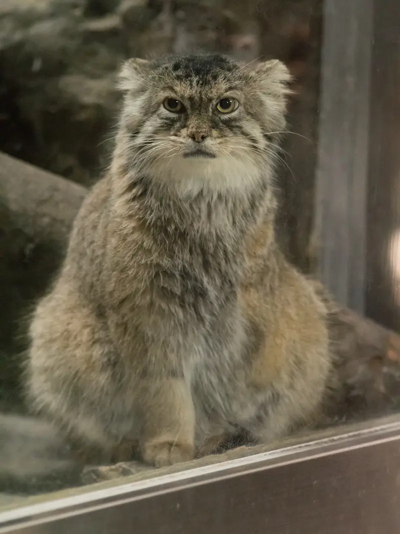 恩賜上野動物園のプリームラの写真