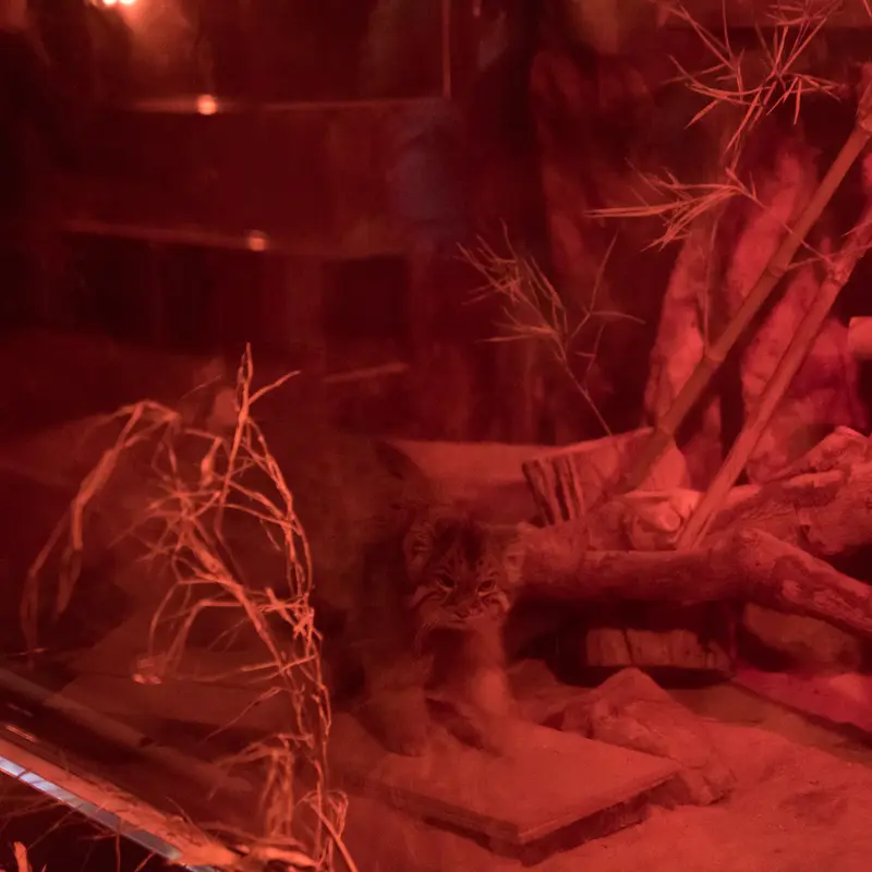 恩賜上野動物園のナイマの写真