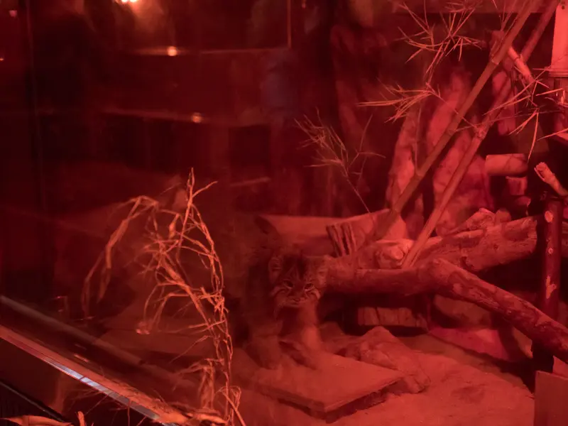 恩賜上野動物園のナイマの写真