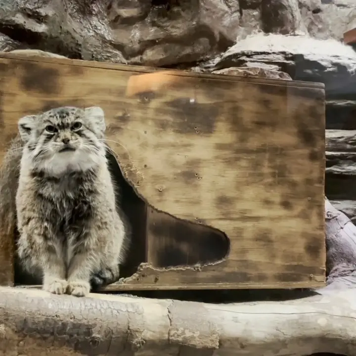 恩賜上野動物園のマヌルネコの写真