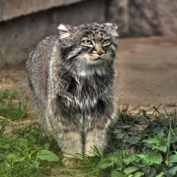 モスクワ動物園のダーライの写真