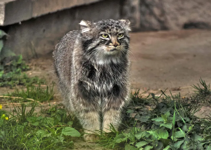 モスクワ動物園のダーライの写真