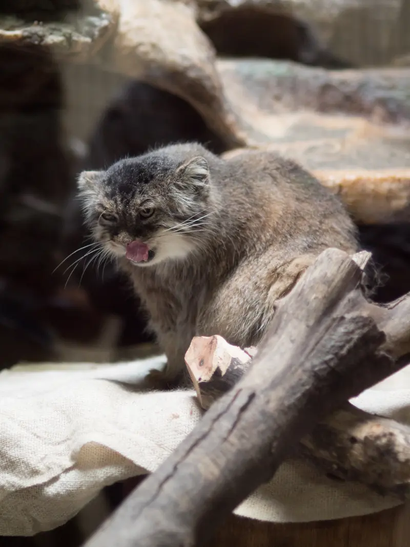 恩賜上野動物園のプリームラの写真