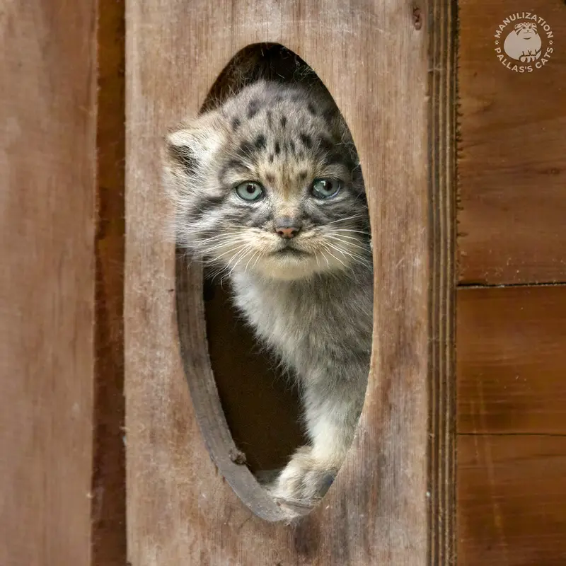 ノヴォシビルスク動物園のロロの娘 b.2026 Ⅰの写真