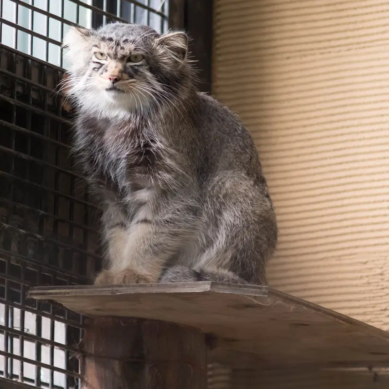 旭山動物園のヒデの写真