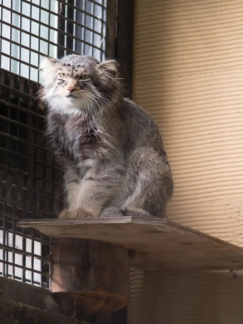 旭山動物園のヒデの写真