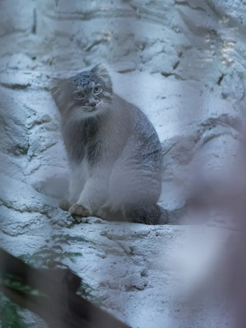 野毛山動物園のフィーガの写真