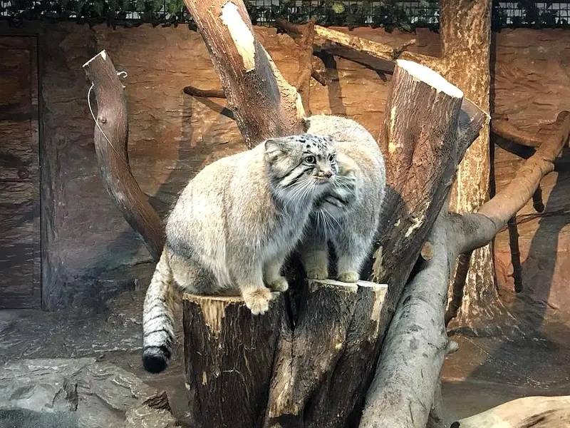 マヌルネコの写真