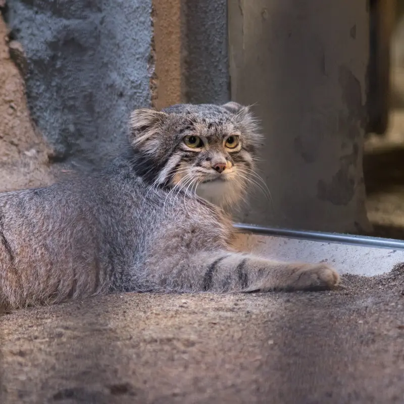 野毛山動物園のフィーガの写真