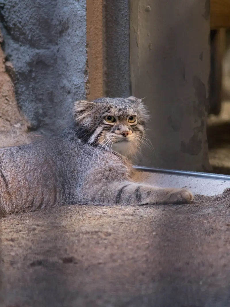 野毛山動物園のフィーガの写真