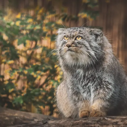 ヴロツワフ動物園のクビの写真