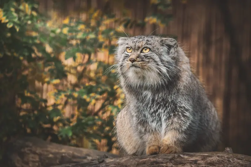 ヴロツワフ動物園のクビの写真