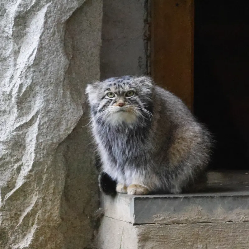 モスクワ動物園のティモフェイの写真