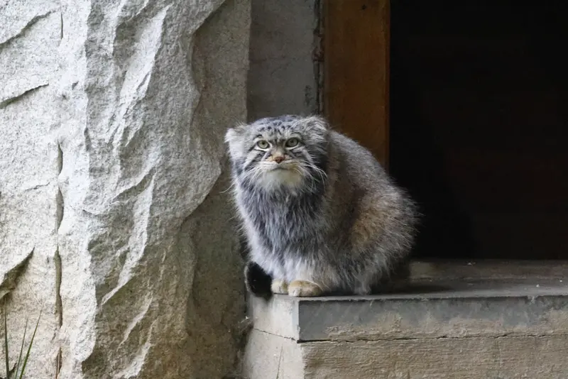 モスクワ動物園のティモフェイの写真