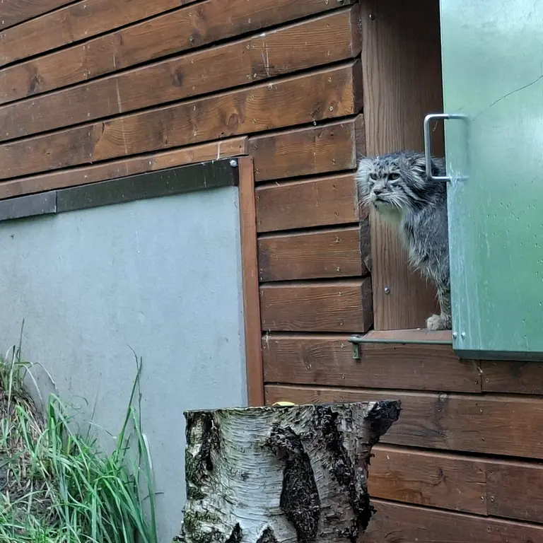グダニスク動物園のマヌエルの写真