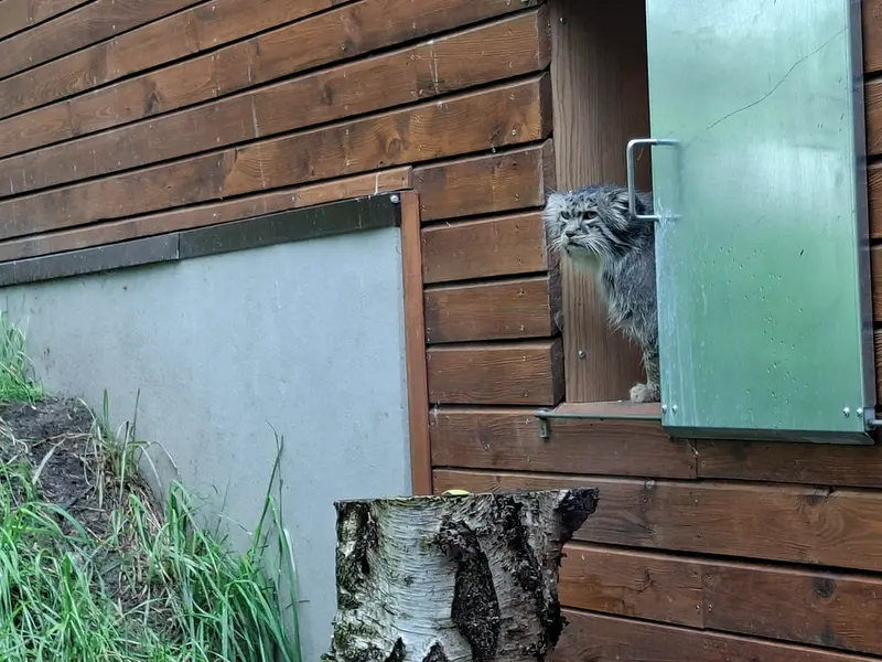 グダニスク動物園のマヌエルの写真