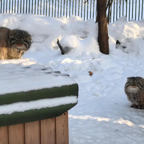 ノヴォシビルスク動物園のレオンとブルースの写真
