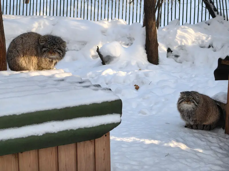 ノヴォシビルスク動物園のレオンとブルースの写真