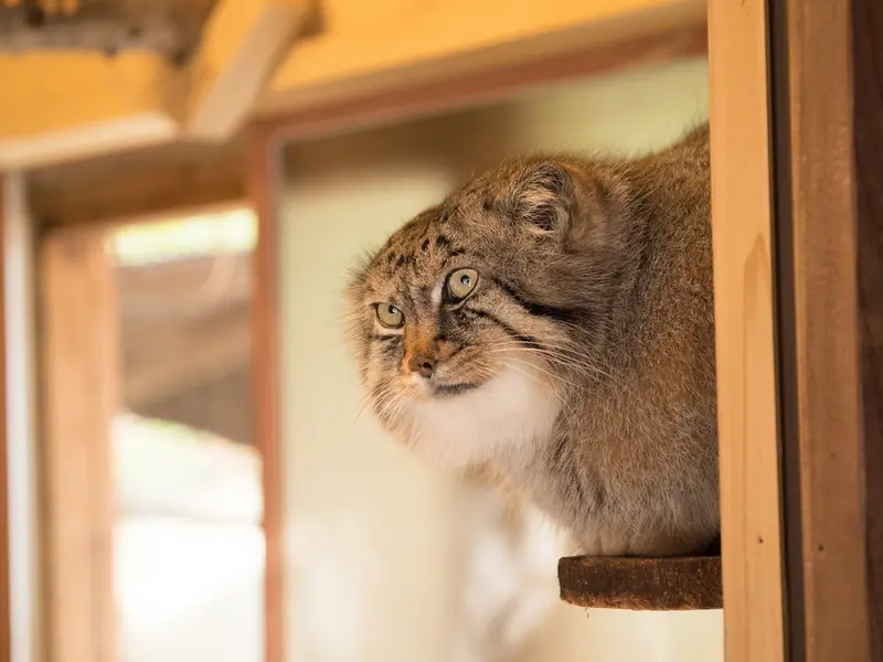 埼玉県こども動物自然公園のロータスの写真