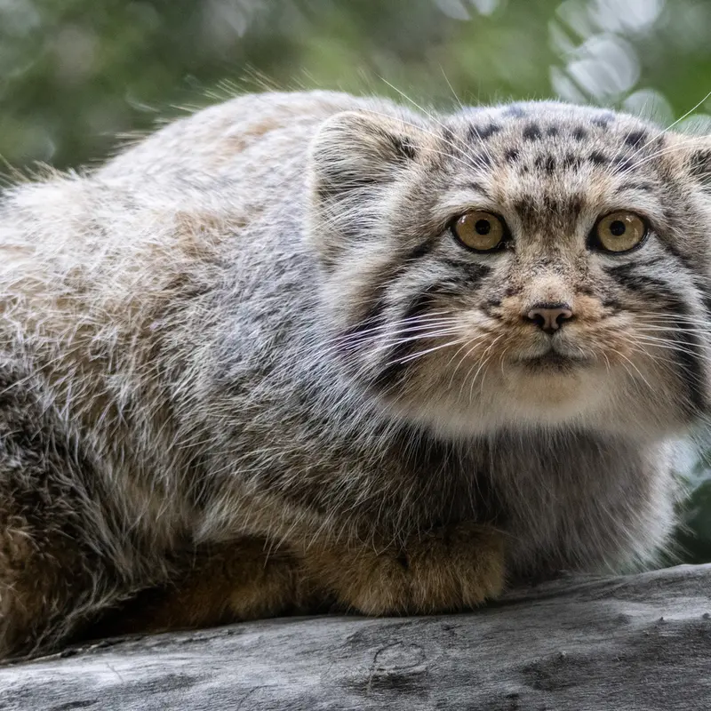 ノヴォシビルスク動物園のイヴの子（2026年生まれ）Ⅰの写真