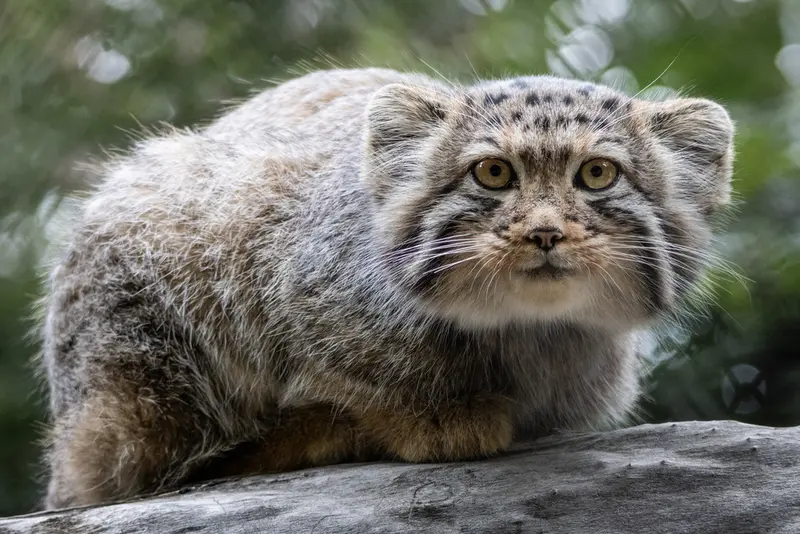ノヴォシビルスク動物園のマヌルネコの写真