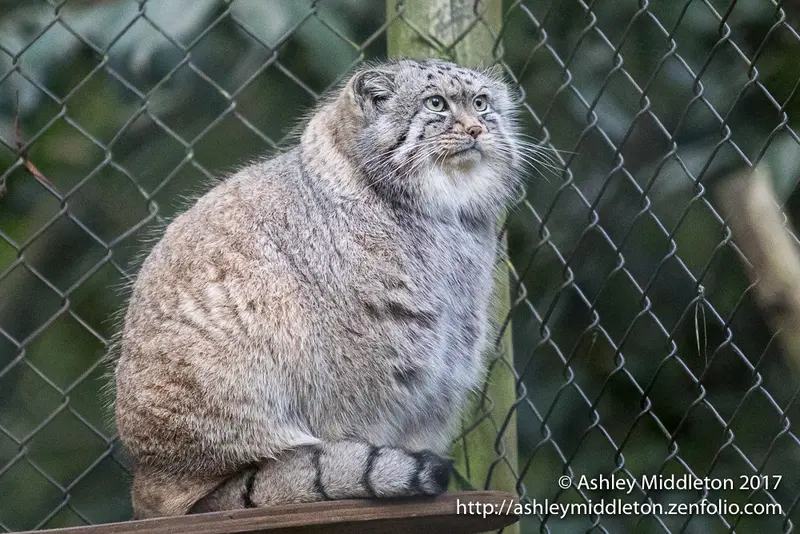 コッツウォルド・ワイルドライフ・パーク・アンド・ガーデンズのトゥルの写真