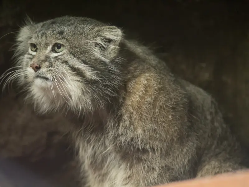 恩賜上野動物園のクリョンの写真